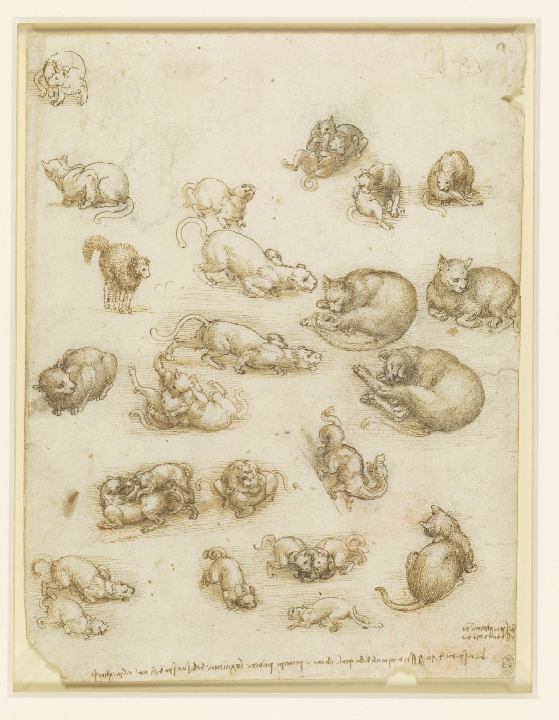 猫と獅子と竜の習作